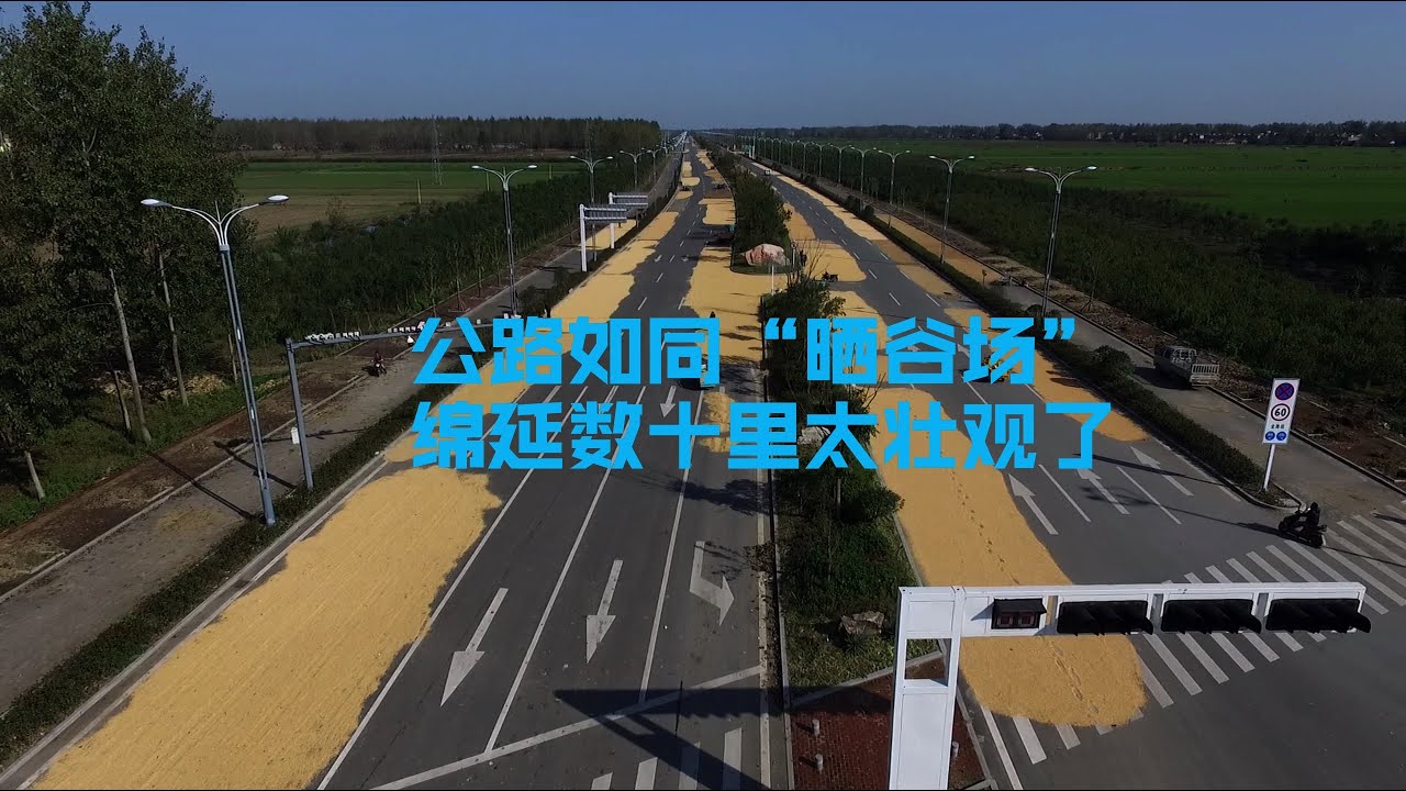 壮观！实拍国道如&ldquo;晒谷场&rdquo;，绵延数十里金黄一片