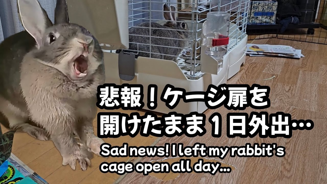 悲報！ウサギのケージ扉を開けたまま１日外出してしまった飼い主！【916】365日うさぎ/うさ父どうが
