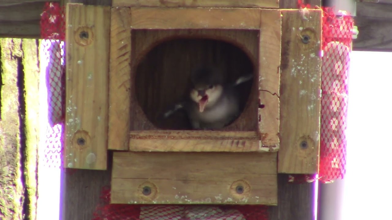 My VideoTrial & Error in the Trees - Duck Nesting Houses - 2023