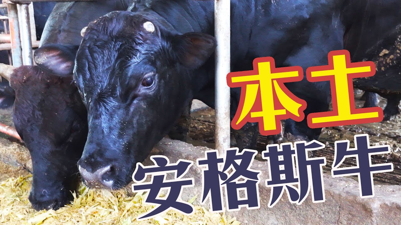 養牛也可以減碳?｜台灣本土的安格斯牛｜本土肉牛就只能是乳牛的副產物?｜台灣肉牛產業｜和牧牧場 國產牛肉