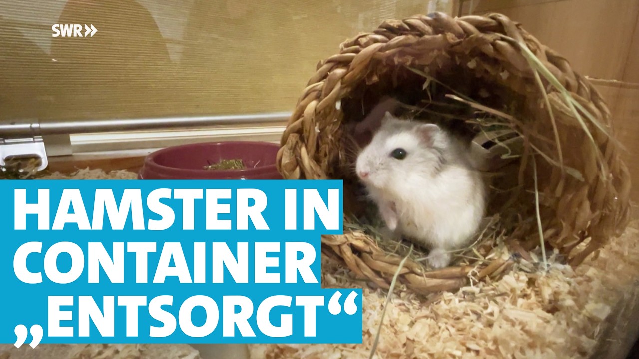 Ausgesetzt im Altkleidercontainer: So geht es Hamster Luigi