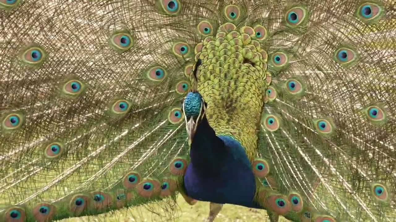 Radschlagender Pfau im B&uuml;rgerpark / Peacock showing his feathers