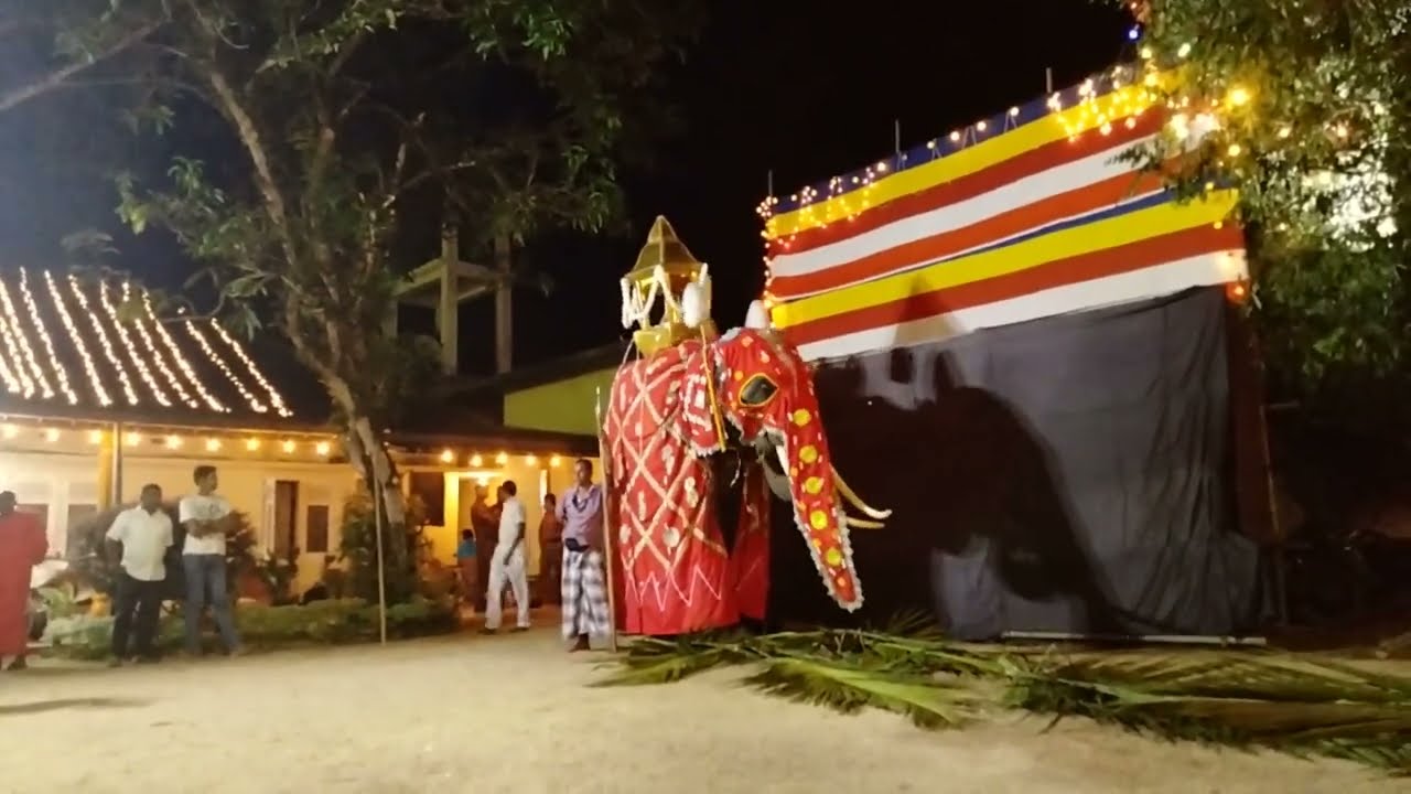 Homagama poson perahera 2023 - Spotlight on how elephants are judged fit for peraheras