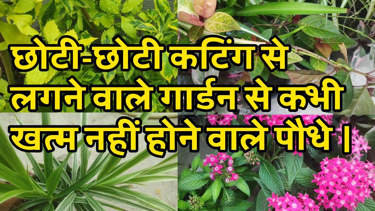Everlasting garden plants that grow easily from small cuttings.