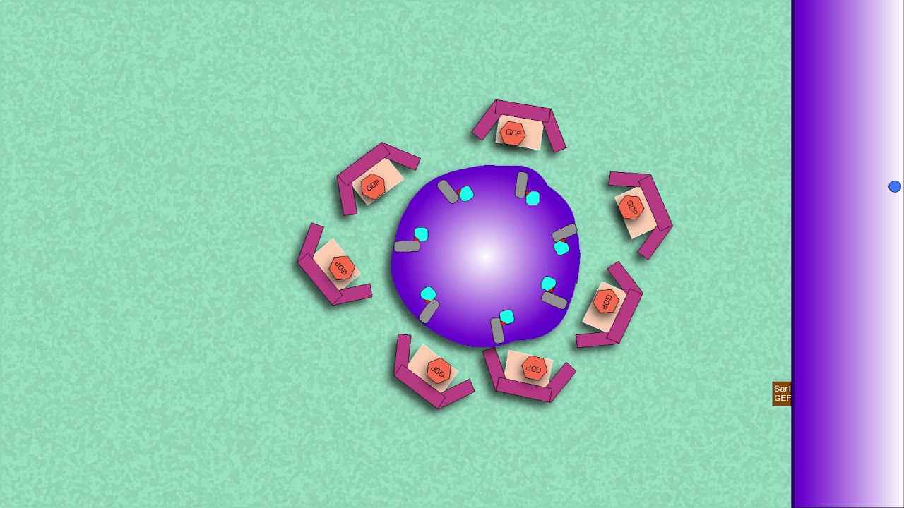 Vesicle Budding (Vesicle Transport and Formation)