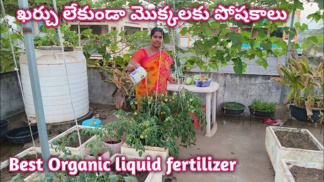 ఖర్చు లేకుండా తయారుచేసే లిక్విడ్ ఫెర్టిలైజర్ |Best Organic Liquid fertilizer  @homemakerstrategy 