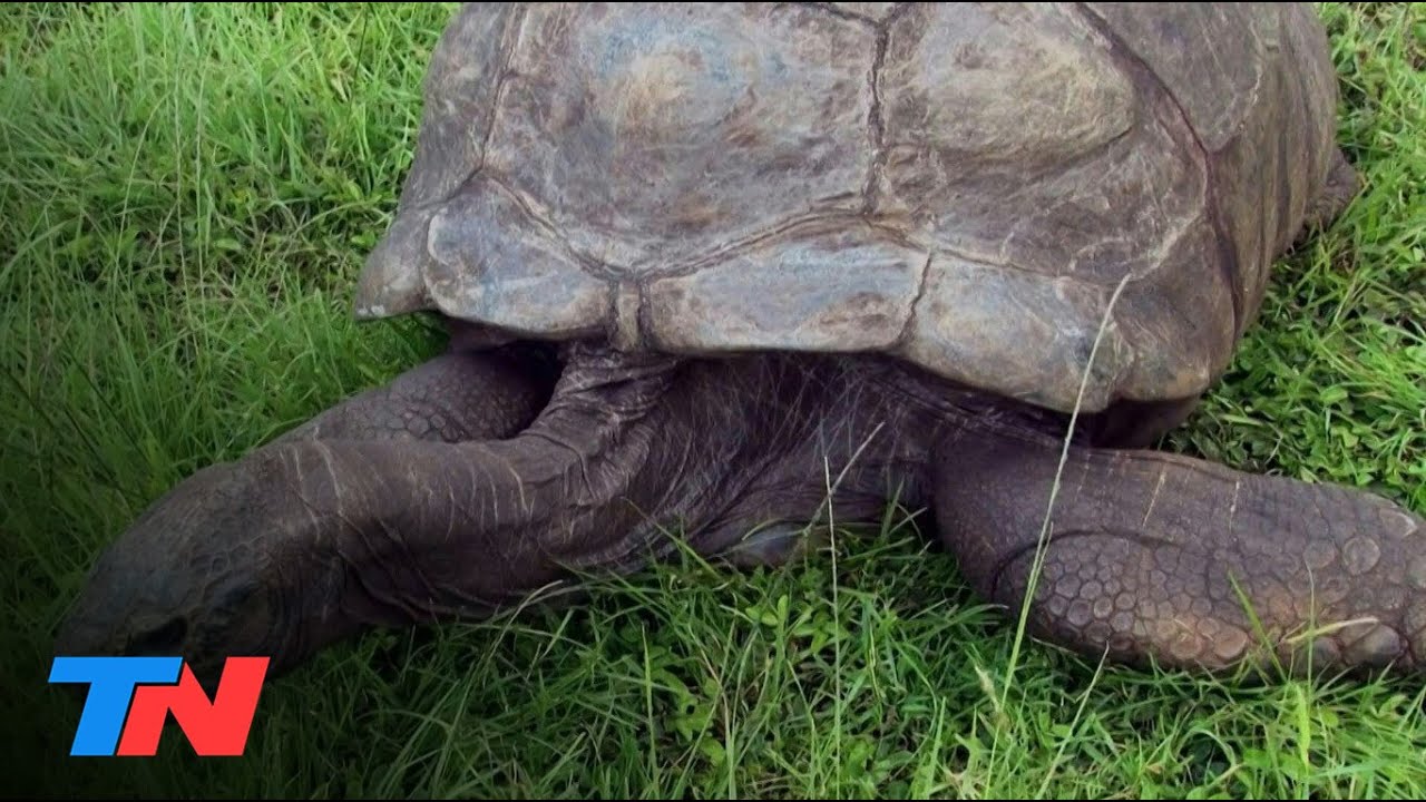 La tortuga Jonathan, decano de los animales terrestres, cumple unos 190 a&ntilde;os