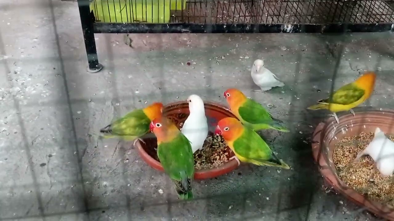 Best soft food for birds| Healthy soft food for birds