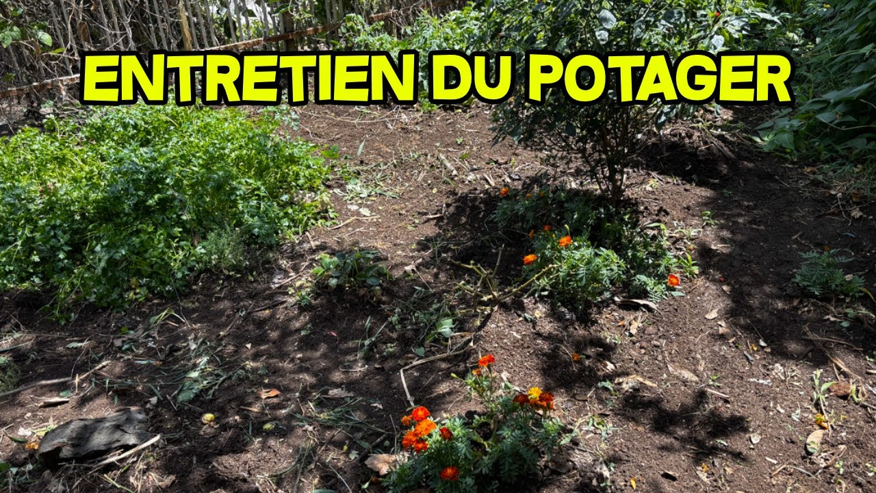 Entretien du potager 🌿 | D&eacute;sherbage pour un potager propre et sain