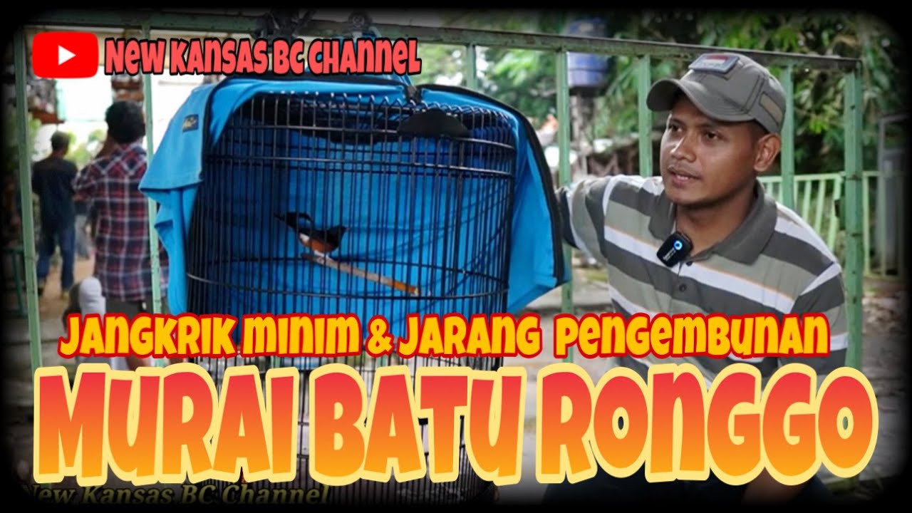 MURAI BATU RONGGO ASUPAN JANGKRIK MINIM & JARANG PENGEMBUNAN ‼️TAPI PRESTASI STABIL MAS BROO✅✅