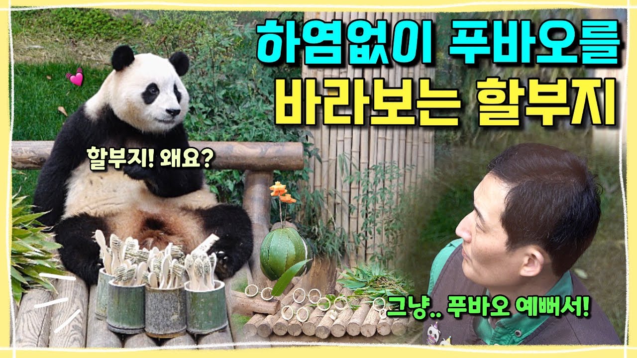 [ep.239] 매일같이 수많은 장난감을 쥐어주시며 하염없이 푸바오를 바라보던 작은할부지와 할부지가 마냥 반가운 우리 푸바오💕 푸야! 할부지 사랑을 기억해줘!ㅣ에버랜드 판다월드