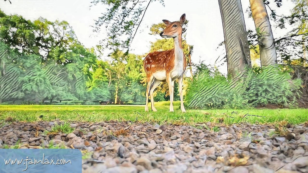 Entspannungsmusik Natur Wald I Uhu Geräusche I Bambi Reh I 60 Min 4K