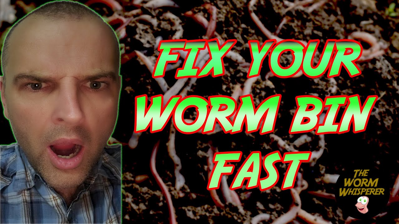 FIX your WORM BIN FAST! QUICKLY fix VERMICOMPOSTING mistakes!
