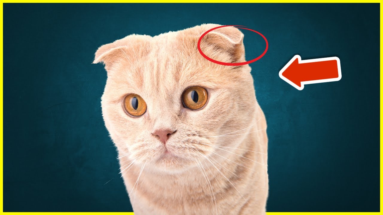 Scottish Fold Katze &ndash; DESHALB solltest du sie NIEMALS kaufen!