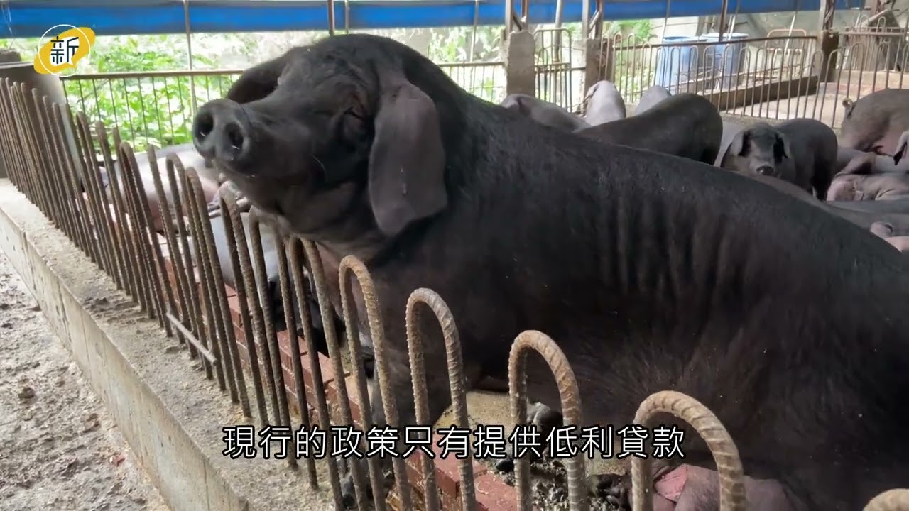「豬」事不順：台灣友善飼養的未竟藍圖