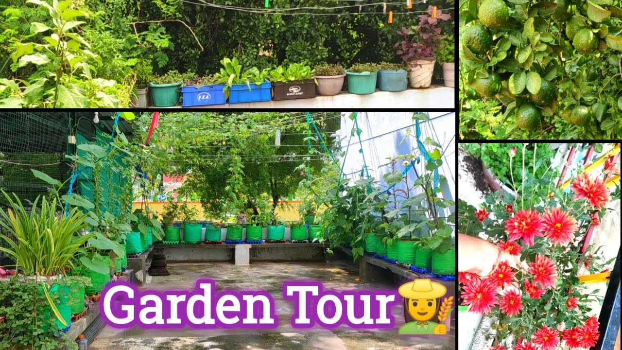 💥Maadi thottam tour🏡மாடித் தோட்டத்தை சுற்றிப் பார்க்கலாம் வாங்க👩‍🌾Terrace Garden tour🌱