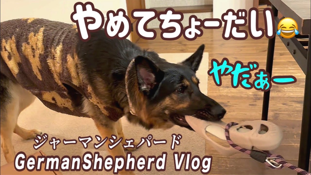 激吠えの後…ふざけまくるシェパードと飼い主😂そして夜現れたのは･･･【ジャーマンシェパード】
