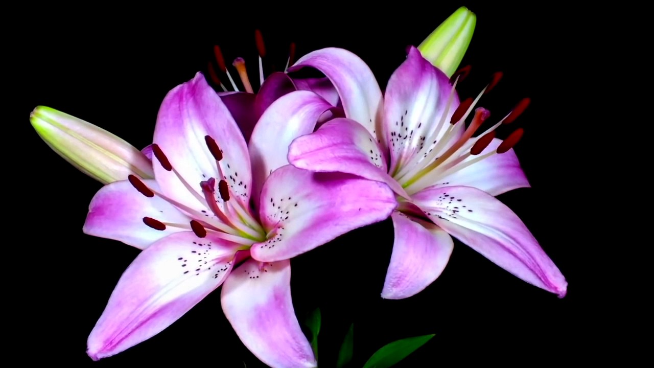 Before Your Eyes - Flowers Opening Timelapse