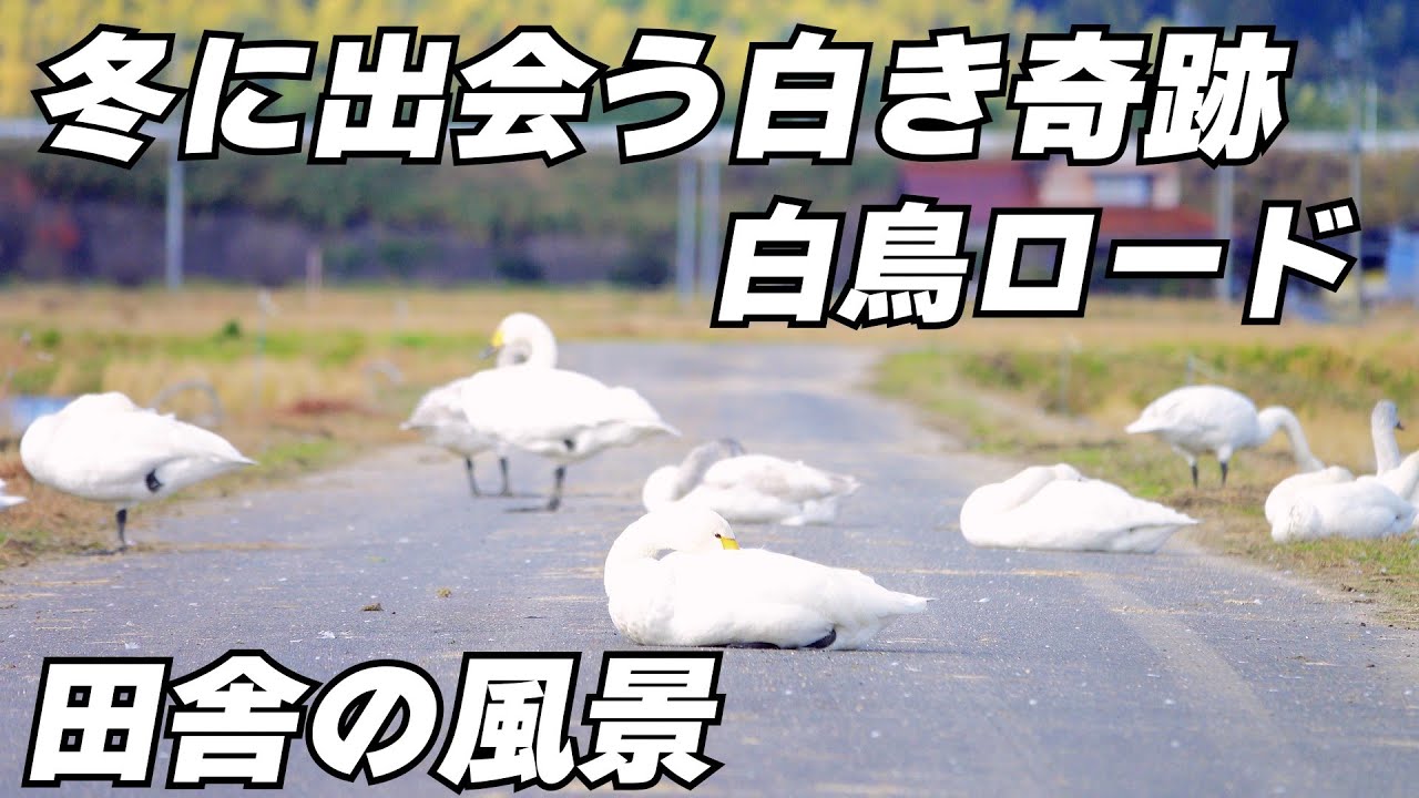 【田舎暮らし】全国的にも珍しい「田んぼでくつろぐ白鳥」が見られるスポットが島根県にあります