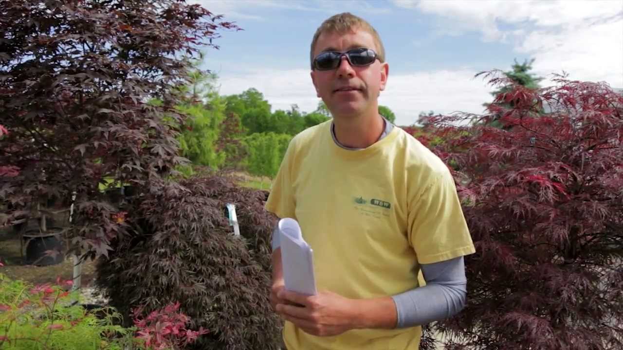 Japanese Maple Varieties - The Street Smart Gardener