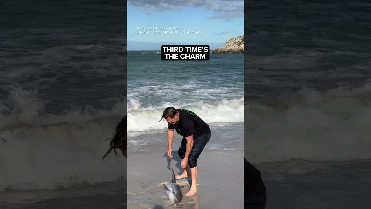 Rescuing a stranded dolphin at an Australian beach