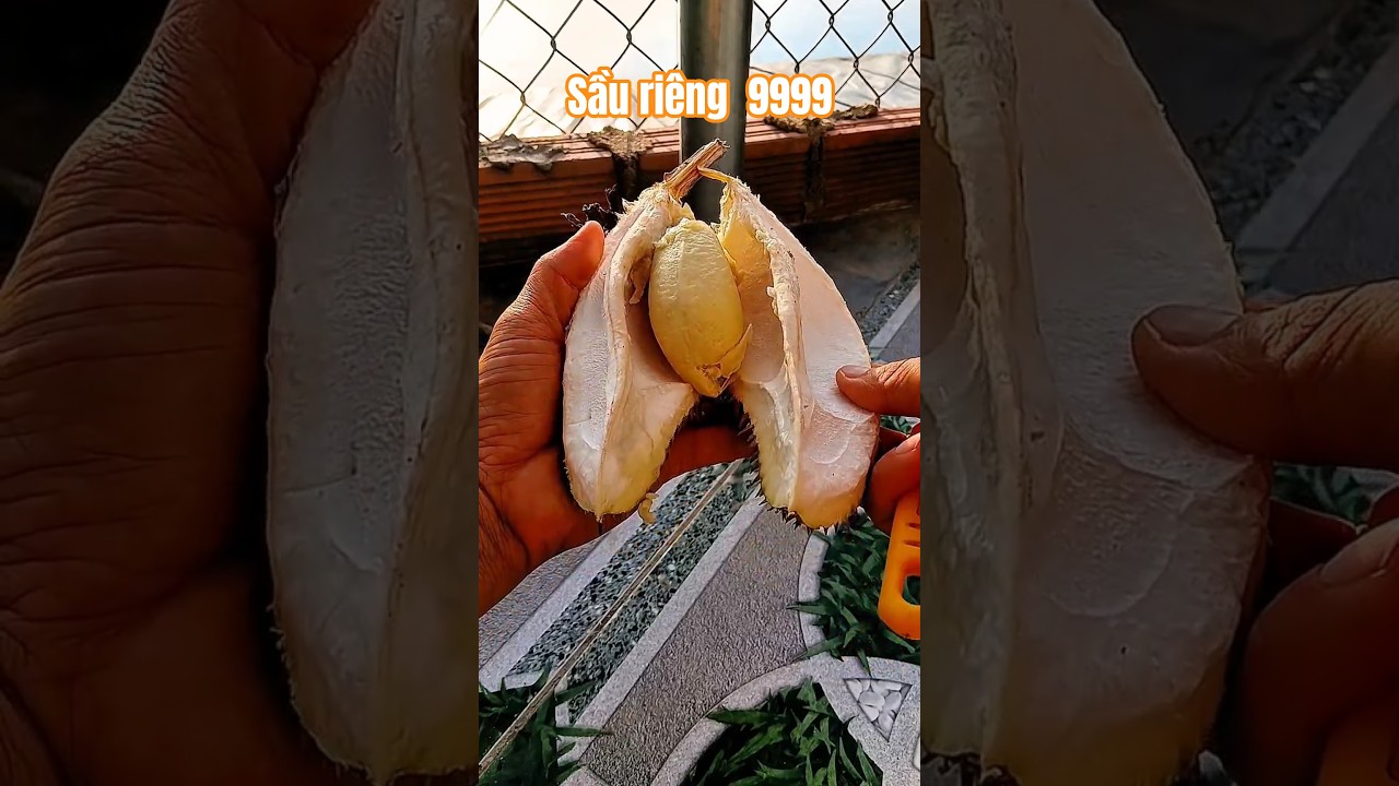 Sầu Riêng Siêu Lép 