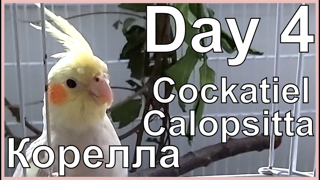 Funny Cockatiel Day 4. Life of Cockatiel. Vita da calopsitta. Жизнь кореллы