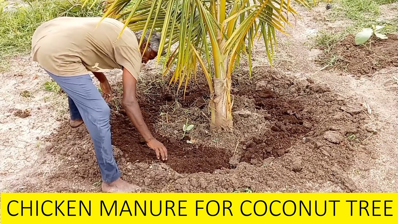 Organic fertilizer for Coconut Farming / How to fertilize Coconut palm / Coconut Cultivation