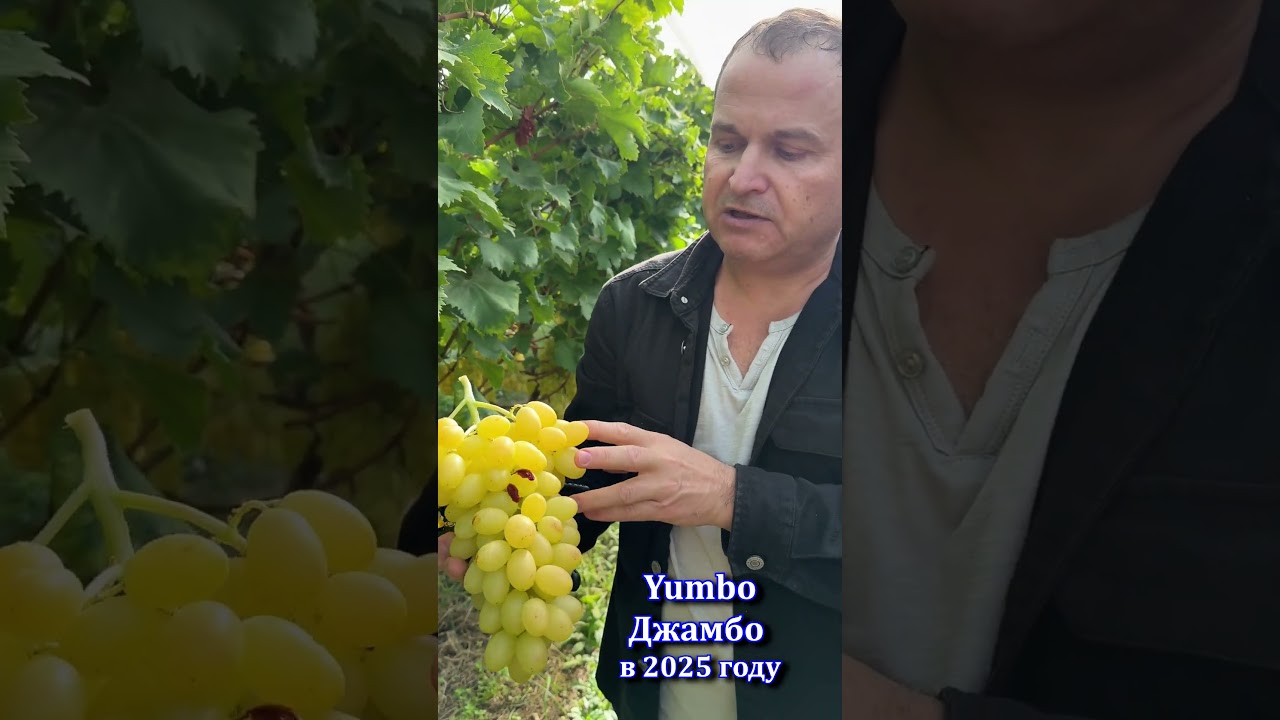 Кишмиш Yumbo Джамбо в 2025 году#shorts #tiktok #сад #садоводничество #новости #юмор#дача#сорт