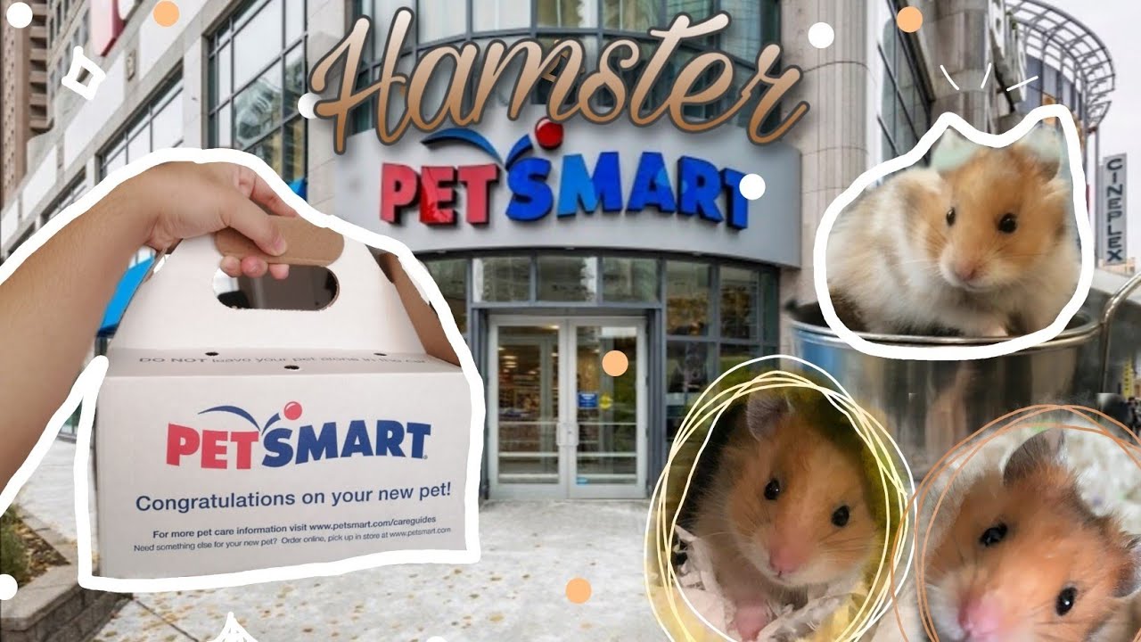 I got my first Hamster + Setup a Hamster cage🐹| #3