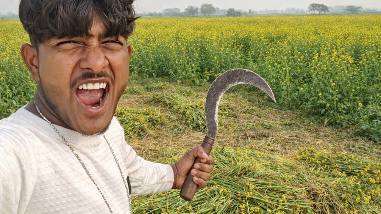 Aaj Mera Sarson Kat raha hai 😍