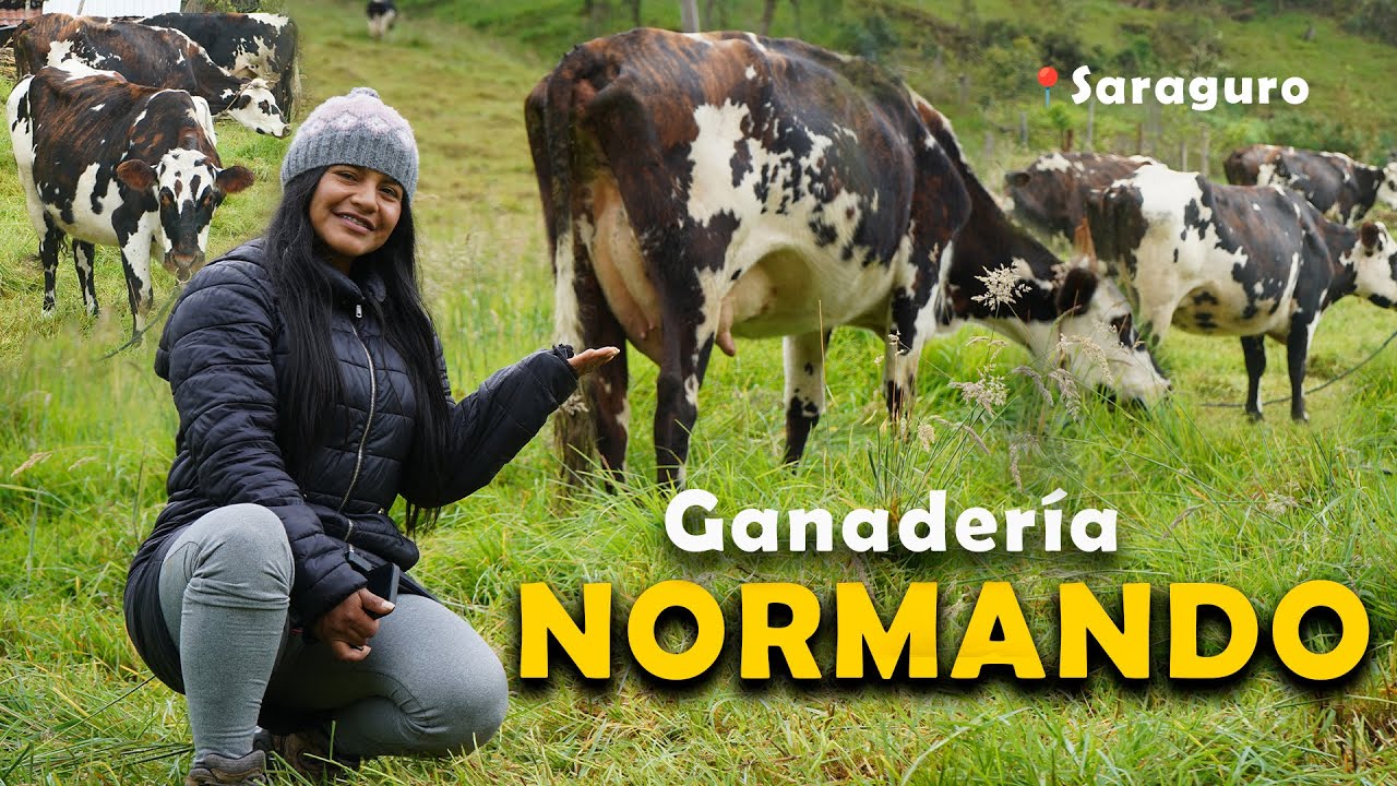 Ganado Normando Lechero | Producci&oacute;n de 25 L 🥛🇪🇨🇨🇴
