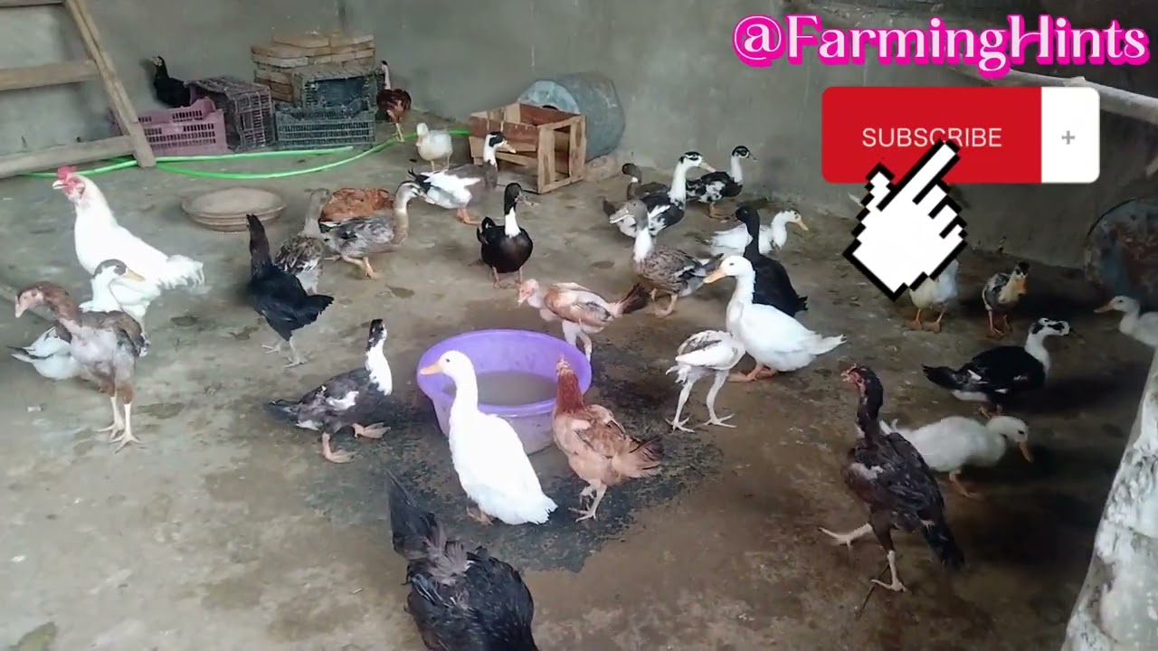 Desi Duck Farming @FarmingHints#duck #birds #goldenmisri