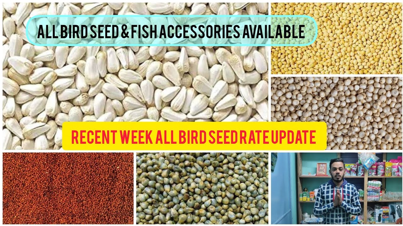 Recent week all types of bird seeds ।। pigeon seeds rate update ।। Kolkata ।। Taherpur ।।