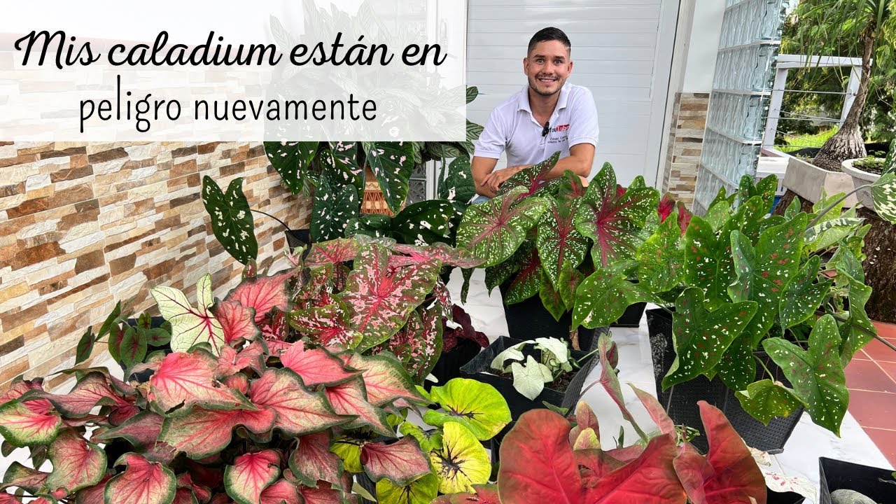 PROBLEMAS con mis CALADIUM | Tomando medidas en mi jardín