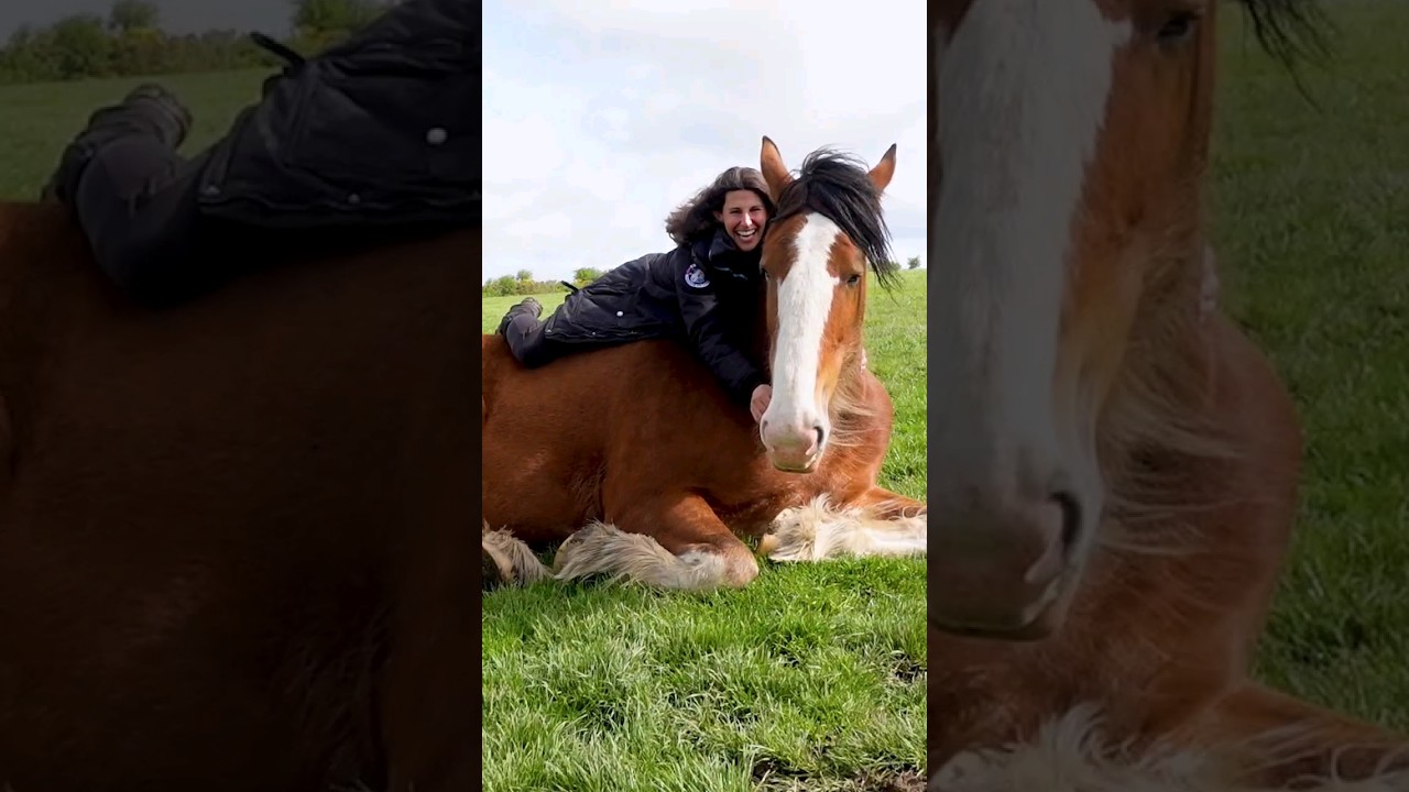 The Clydesdale Horse!!! 🤩