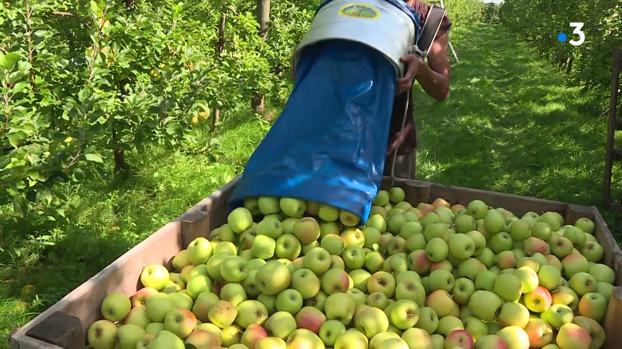 Campagne de recrutement des cueilleurs de pommes en Limousin