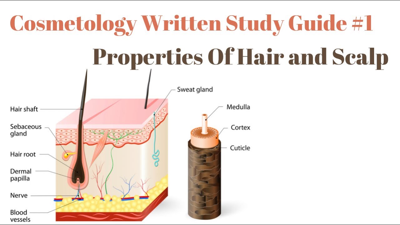 Cosmetology Written Study Guide 1 | Properties of Hair & Scalp