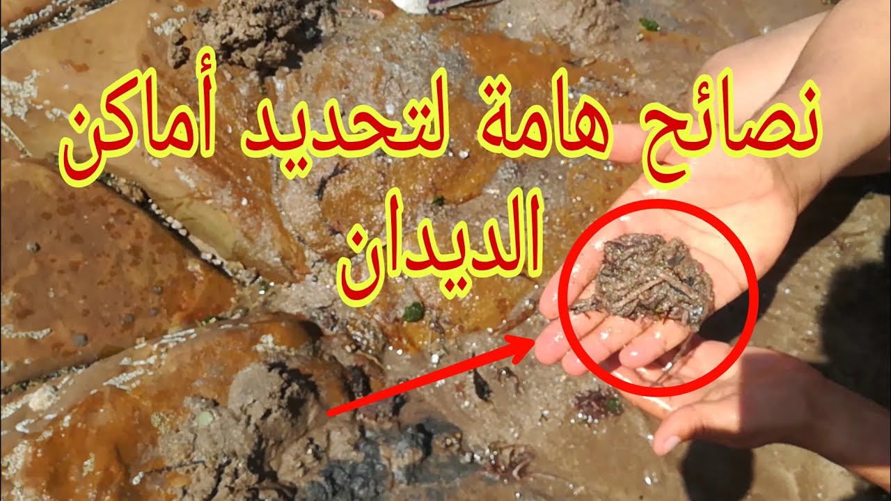 نصائح وأسرار حول أماكن تواجد الديدان (حنيش الرمل) طعم الصيد بالقصبة.