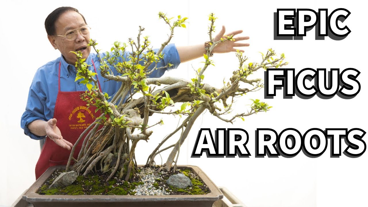 Объяснение воздушных корней бонсай из фикуса ретуса. 25 лет обучения!