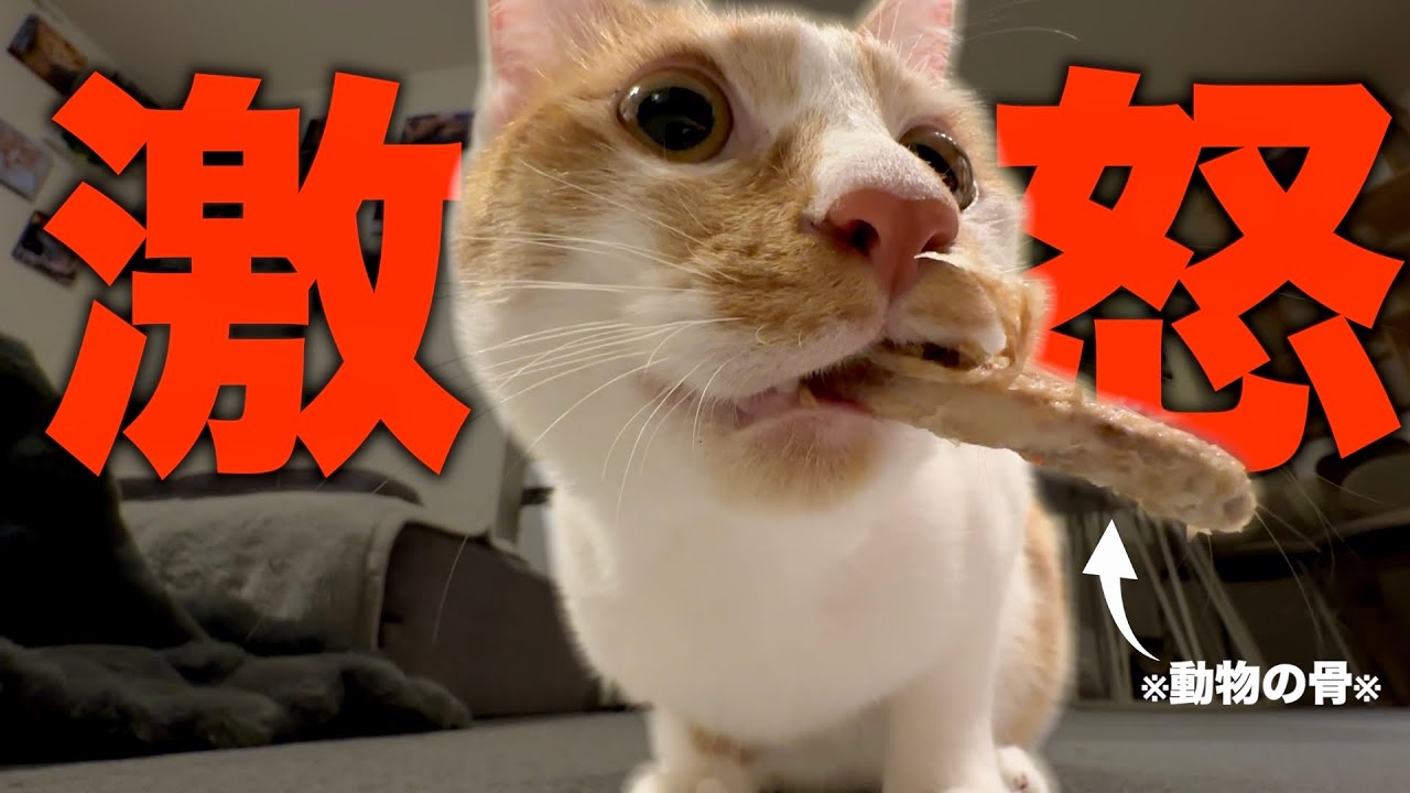 【緊急】子猫が骨を強奪して過去一のブチギレモードに…。