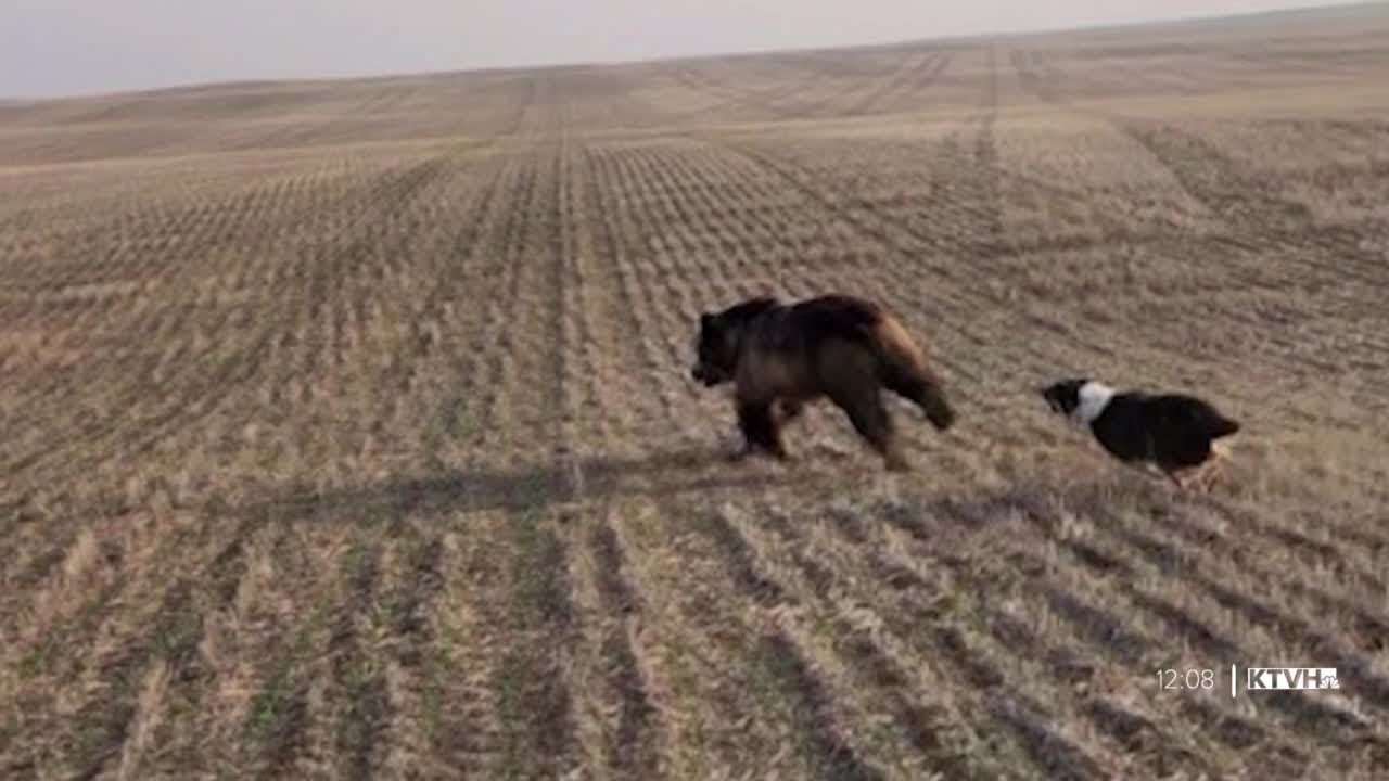 Dogs can be used to drive off bears from ranches (MTN Outdoors 06/16/23)