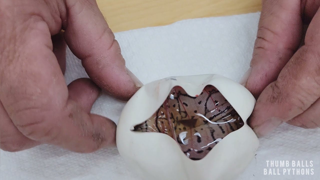 Clutch 7 EGG Cutting: Normal X Dragonfly YB