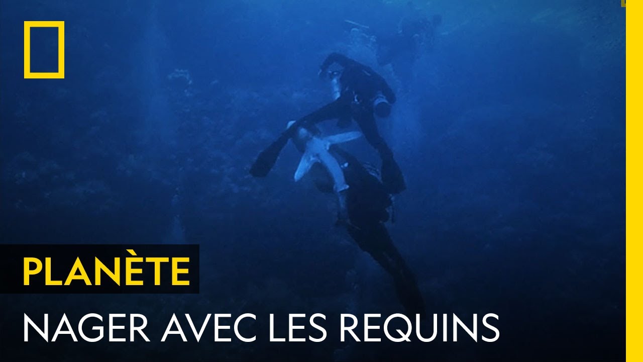 En Mer Rouge, la dangereuse observation d'un requin océanique à pointe blanche