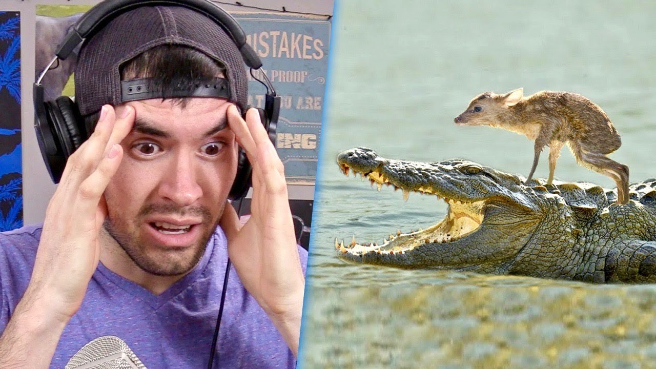 ANIMALES Rescatando a OTROS ANIMALES !!