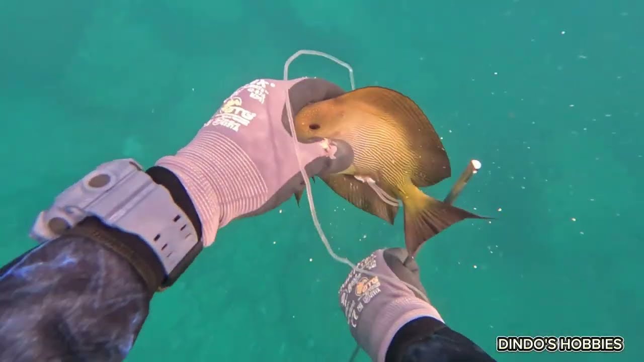 Spearfishing episode (153) 