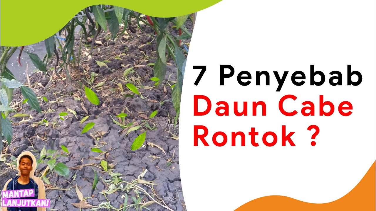 7 Penyebab Daun Cabe Rontok, Perhatikan Pupuk dan Obatnya