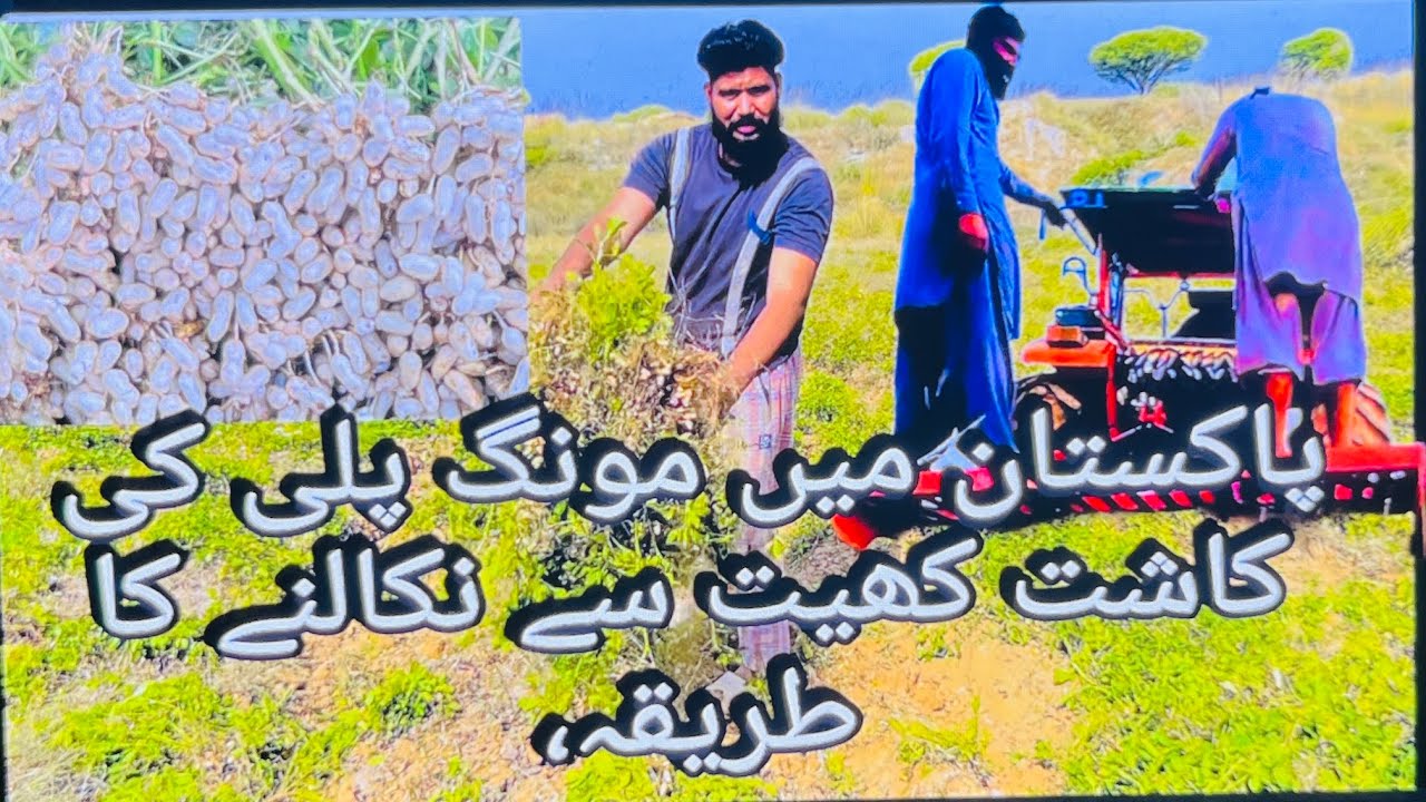 How to remove groundnut cultivation from the field in Pakistan,