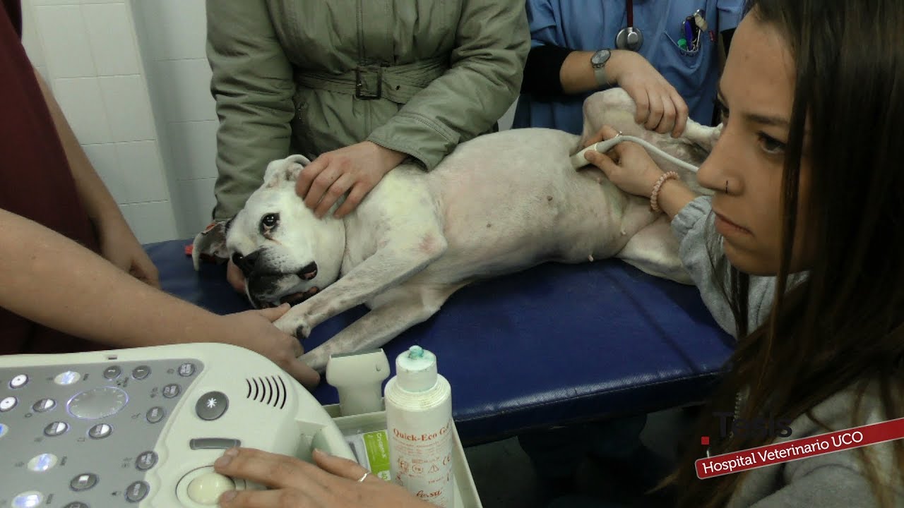 HOSPITAL CLÍNICO VETERINARIO DE LA UNIVERSIDAD DE CÓRDOBA