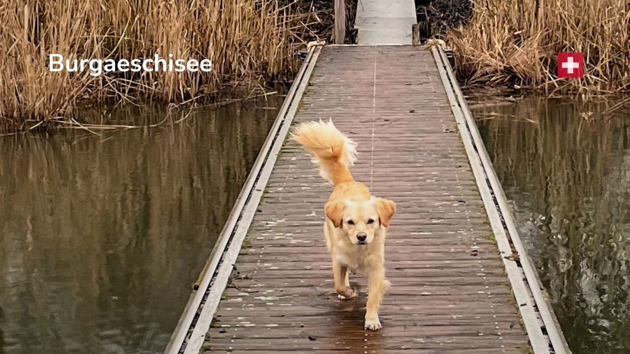 Rainy Walk Around Burgäschisee | Peaceful Lake Walk Switzerland | 4K